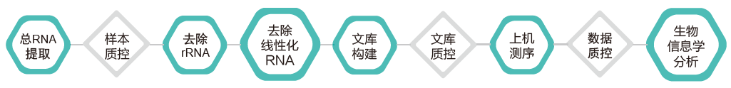 环状RNA（circRNA）测序-技术路线-腾博会官网基因